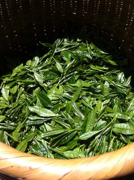 Mitocha NR005: Aged, Sun-dried Kamairicha Bancha 天日干し釜炒りばん茶 - natsumiya.live