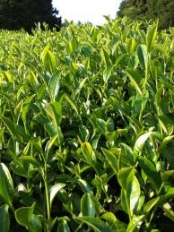 Mitocha NR005: Aged, Sun-dried Kamairicha Bancha 天日干し釜炒りばん茶 - natsumiya.live