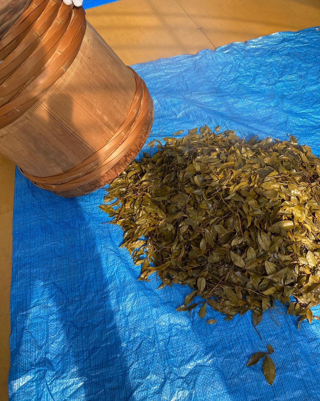 Mitocha NR006: Makibi Kancha Firewood Winter Green Tea (Aged) 薪火寒茶 - natsumiya.live