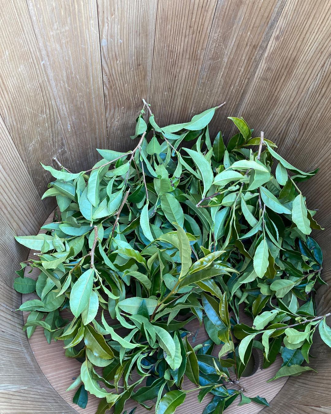 Mitocha NR006: Makibi Kancha Firewood Winter Green Tea (Aged) 薪火寒茶 - natsumiya.live