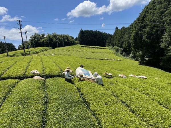 NaturaliTea: Genmaicha Brown Rice Green Tea, Grown Pesticide Free 無農薬茶:玄米茶 - natsumiya.live