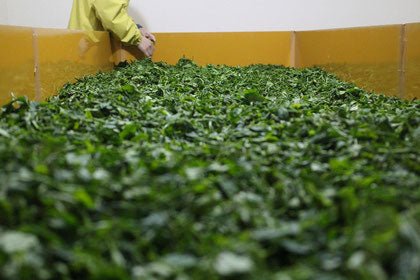 Ogura Tea Garden: Yabukita Wakocha First Flush Black Tea from Ashigara, Kanagawa 足柄産のやぶきた紅茶 - natsumiya.live
