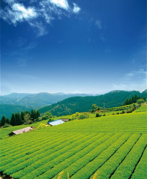 Osada Tea: Organic Kamairicha Ichouka (Withered, Pan-Fired Green Tea) From Shizuoka, Zairai 有機釜炒り茶 - natsumiya.live