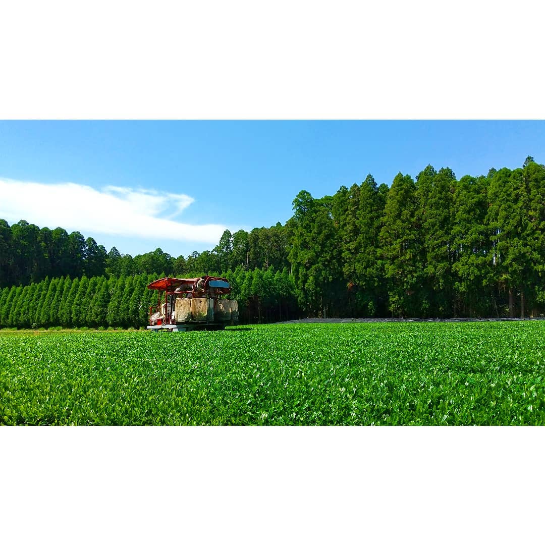 Sueyoshi Tea Atelier #001: 2022 "Furusato no Hana" Saemidori Fukamushi Kabusecha from Kagoshima 末吉銘茶 郷里の華 さえみどり - natsumiya.live