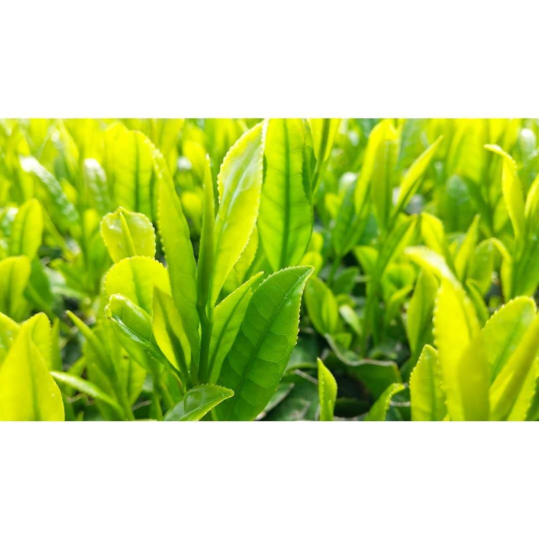 Sueyoshi Tea Atelier #001: 2022 "Furusato no Hana" Saemidori Fukamushi Kabusecha from Kagoshima 末吉銘茶 郷里の華 さえみどり - natsumiya.live