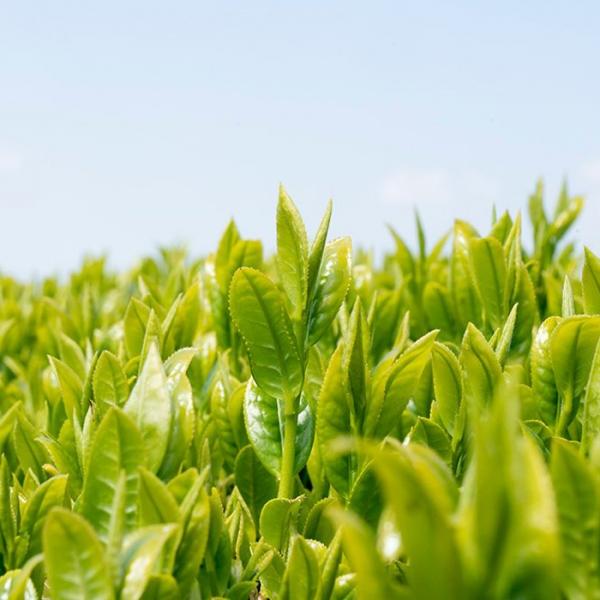 Wakoen Tea Farm: 2022 Kagoshima Fukamushicha - Kaori 和香園 深蒸し茶 薫 - natsumiya.live