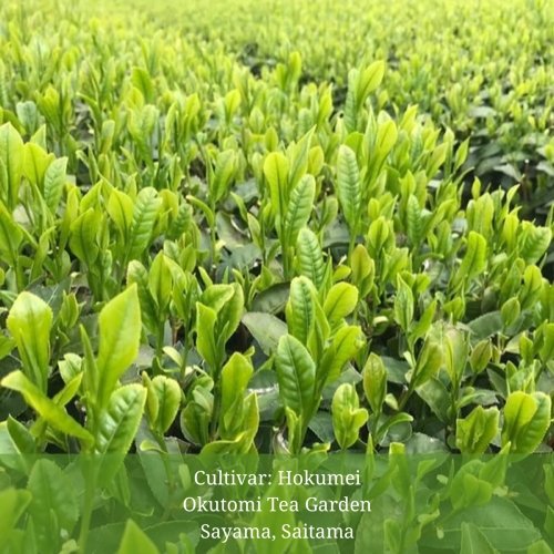 Withered Sencha Green Tea - #03 Hokumei, Single Cultivar by Okutomi Tea Garden - natsumiya.live