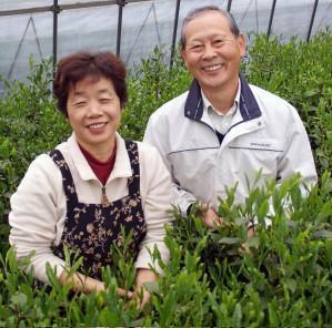 Yoshino Tea Garden: Horai Kincha Single Cultivar Sayama Golden Sencha Green Tea 蓬莱錦茶 - natsumiya.live