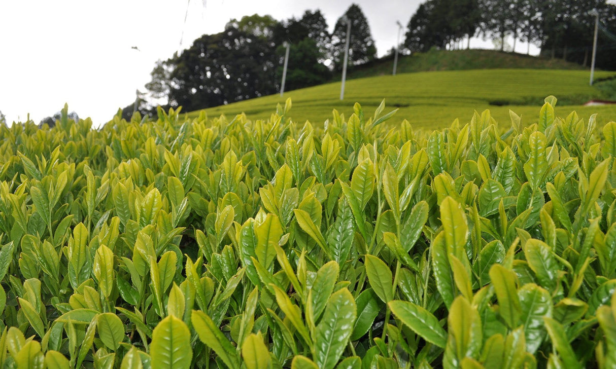 Zenkouen Tea Garden: #14 Japanese Black Tea (tea bags) (JAS Organic) - natsumiya.live