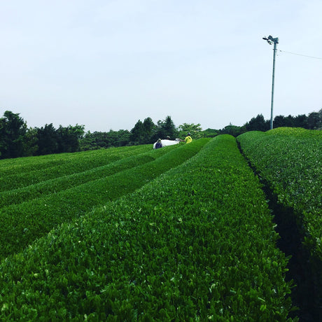 50 Major Tea Production Areas in Japan - An Evolving Project - natsumiya.live