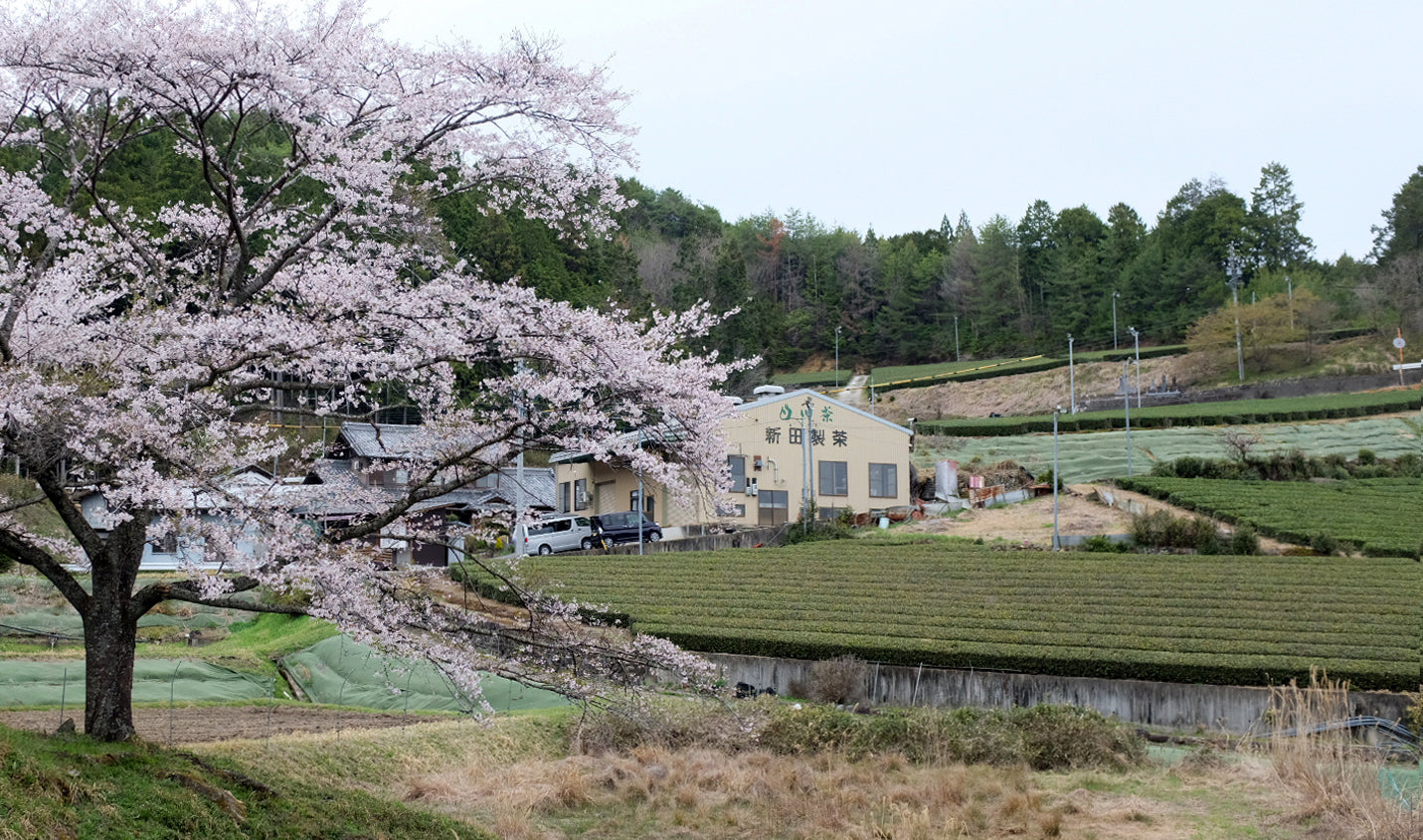 From Meiji Tradition to the Future: Visiting Nitta Tea Farm in Shirakawa, Gifu
