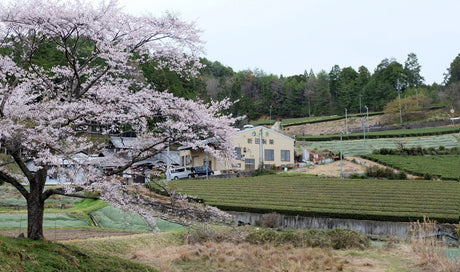 From Meiji Tradition to the Future: Visiting Nitta Tea Farm in Shirakawa, Gifu