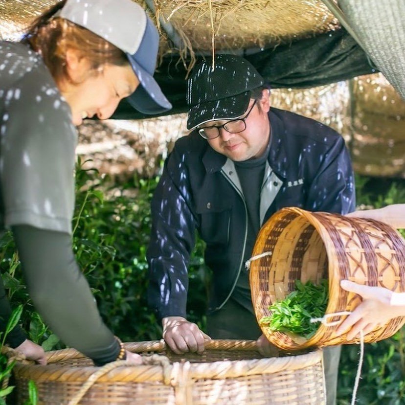 All About Shading in Japanese Tea Cultivation - natsumiya.live