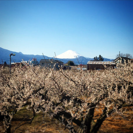 As spring begins to bloom... - natsumiya.live