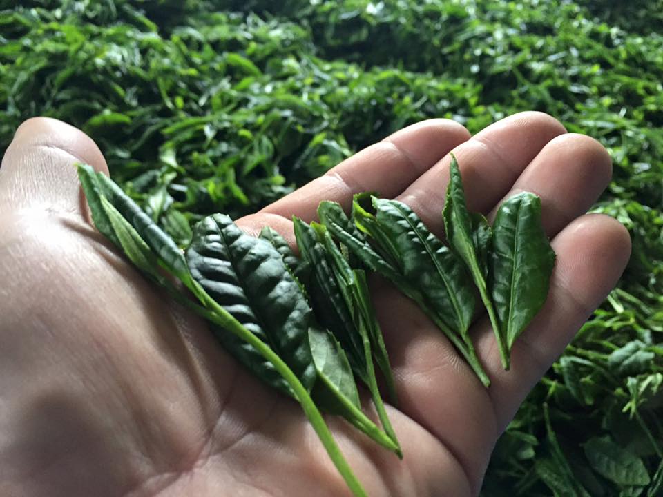 Befriending Japanese Tea Cultivars - natsumiya.live