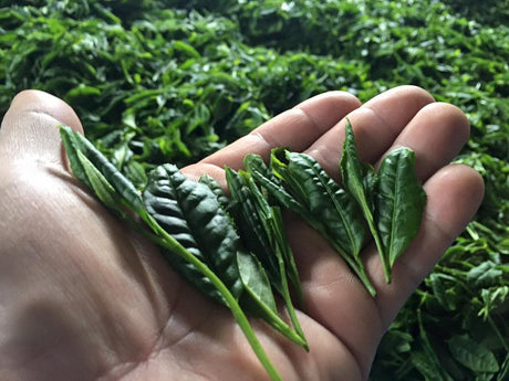 Befriending Japanese Tea Cultivars - natsumiya.live