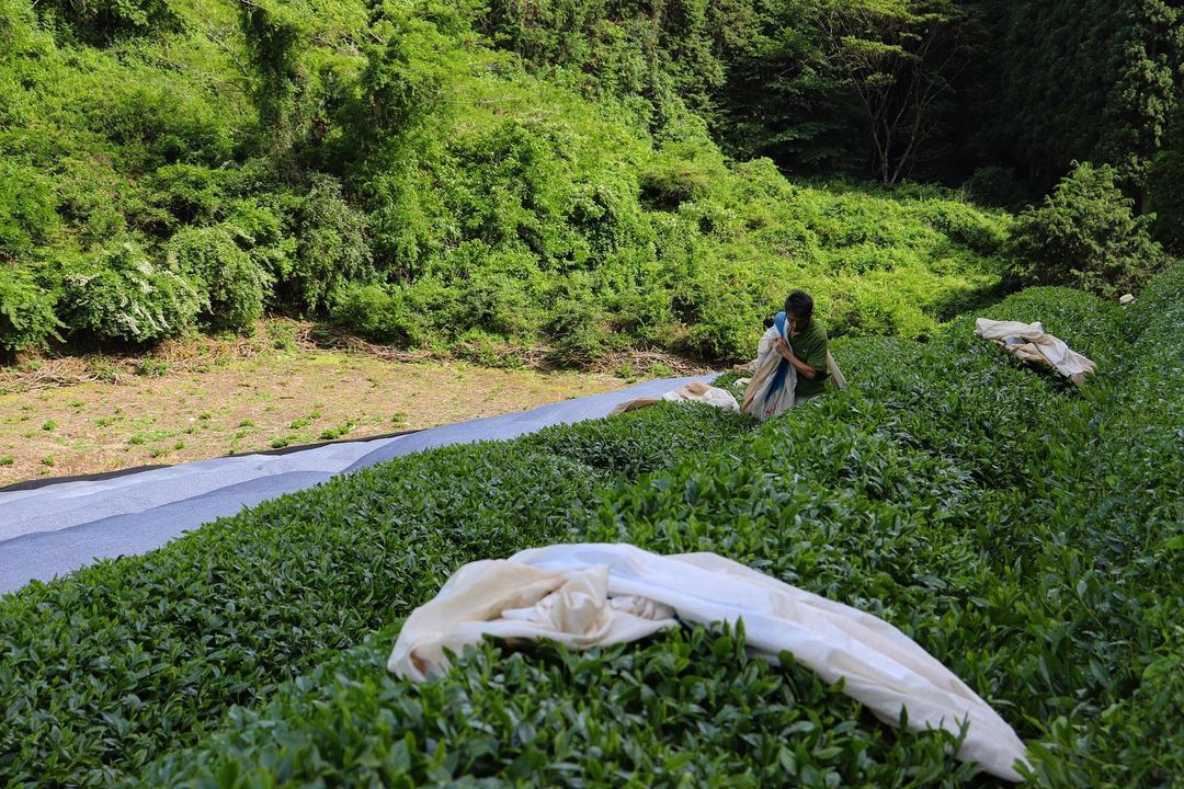 Birthplace of Japanese Green Tea - Ujitawara - natsumiya.live