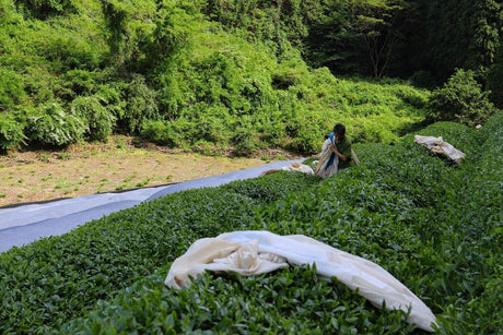 Birthplace of Japanese Green Tea - Ujitawara - natsumiya.live