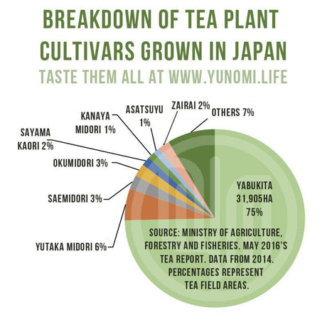 Breakdown of tea plant cultivars most commonly grown in Japan - natsumiya.live