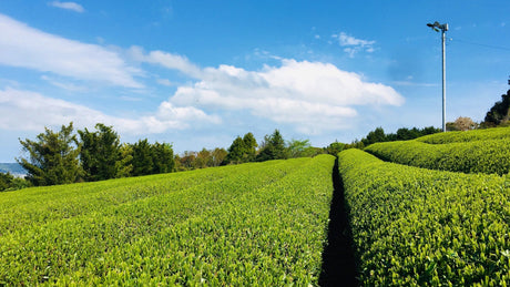 Climate Change and Tea Chemistry - natsumiya.live