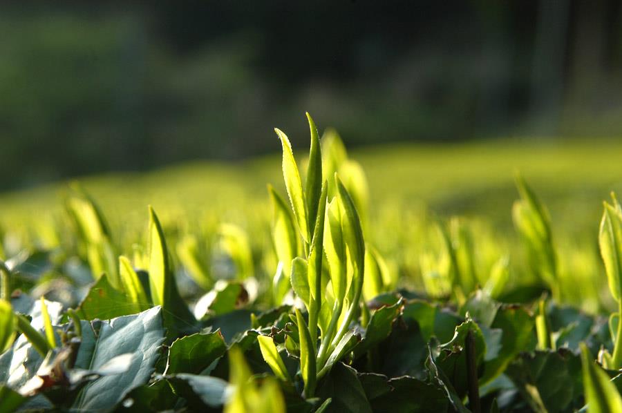 Does the Best Gyokuro Come from Yame? - natsumiya.live