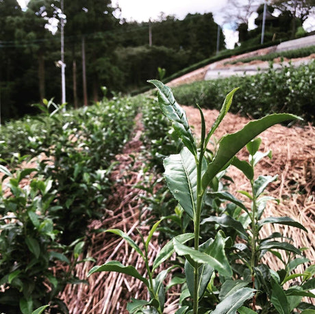 From Tea to Sea: Forests, Nutrient Dynamics and Tea Farming - natsumiya.live