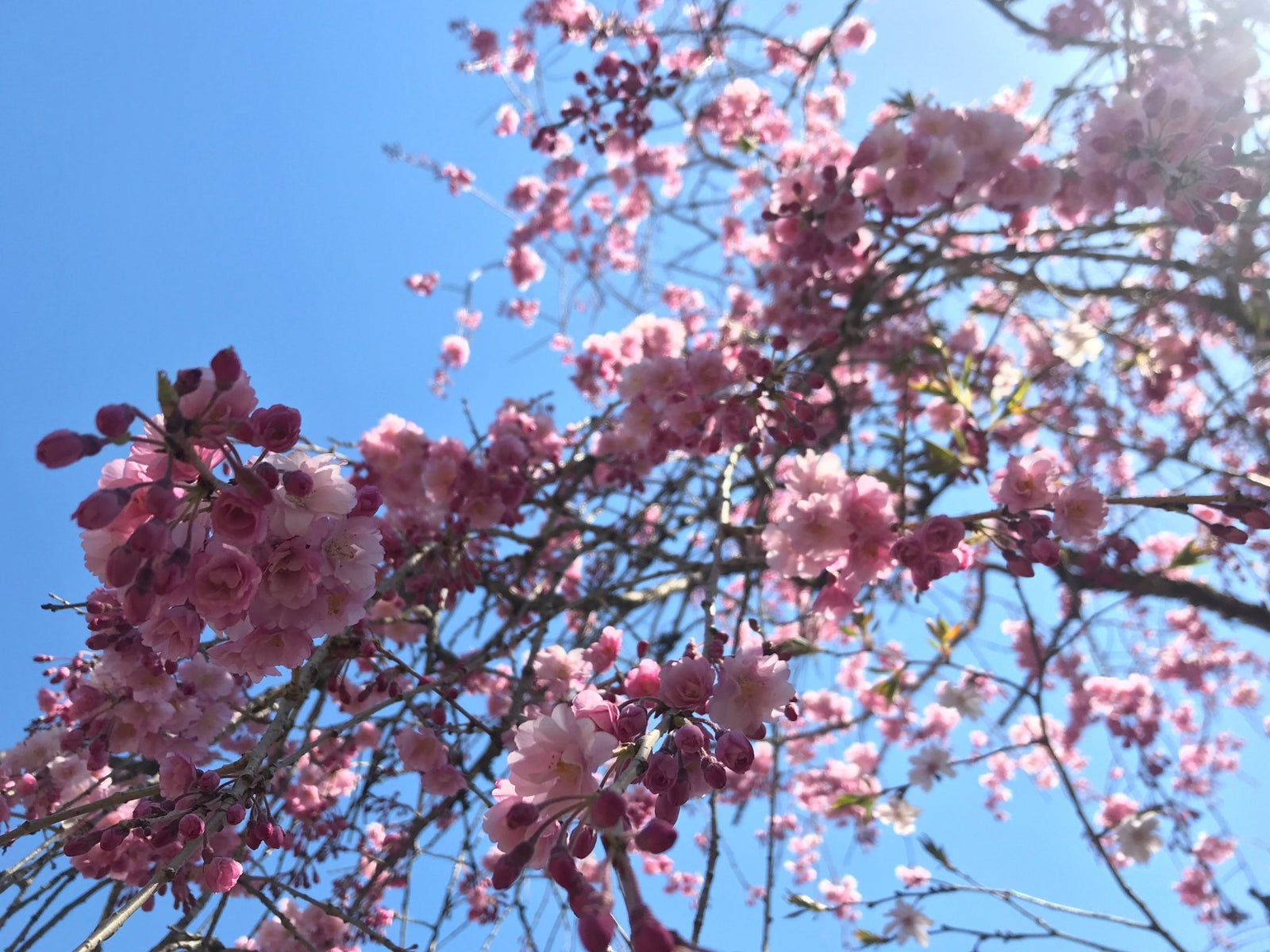 Happy spring, shincha season is around the corner! - natsumiya.live