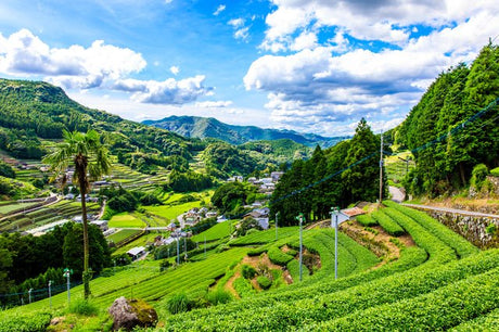 History Notes Along with Your Cup of Ureshino Tea - natsumiya.live
