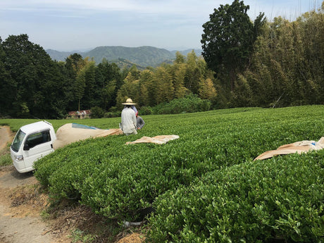 Japanese tea production in 2020 dropped a dramatic 15% - natsumiya.live