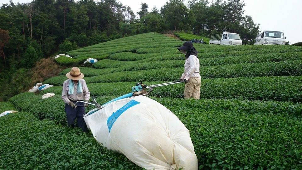Japan's tea production volume and area - natsumiya.live
