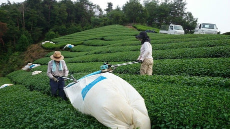 Japan's tea production volume and area - natsumiya.live