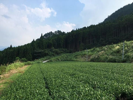 Key statistics about Japanese tea agriculture - natsumiya.live
