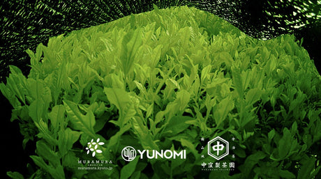 One month time lapse video documenting the growth of spring first flush tea leaves - natsumiya.live