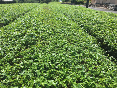 Pesticide Residues in Japanese tea - government regulations, positive list system - natsumiya.live