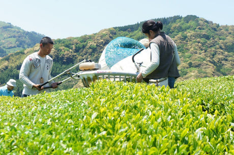 Recommended Videos About Tea in Shizuoka - natsumiya.live