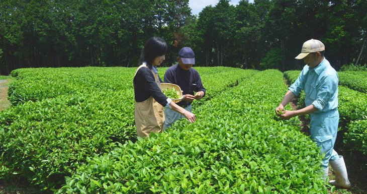 Tea picking events throughout Japan - natsumiya.live