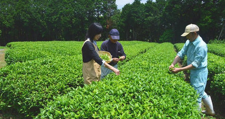 Tea picking events throughout Japan - natsumiya.live