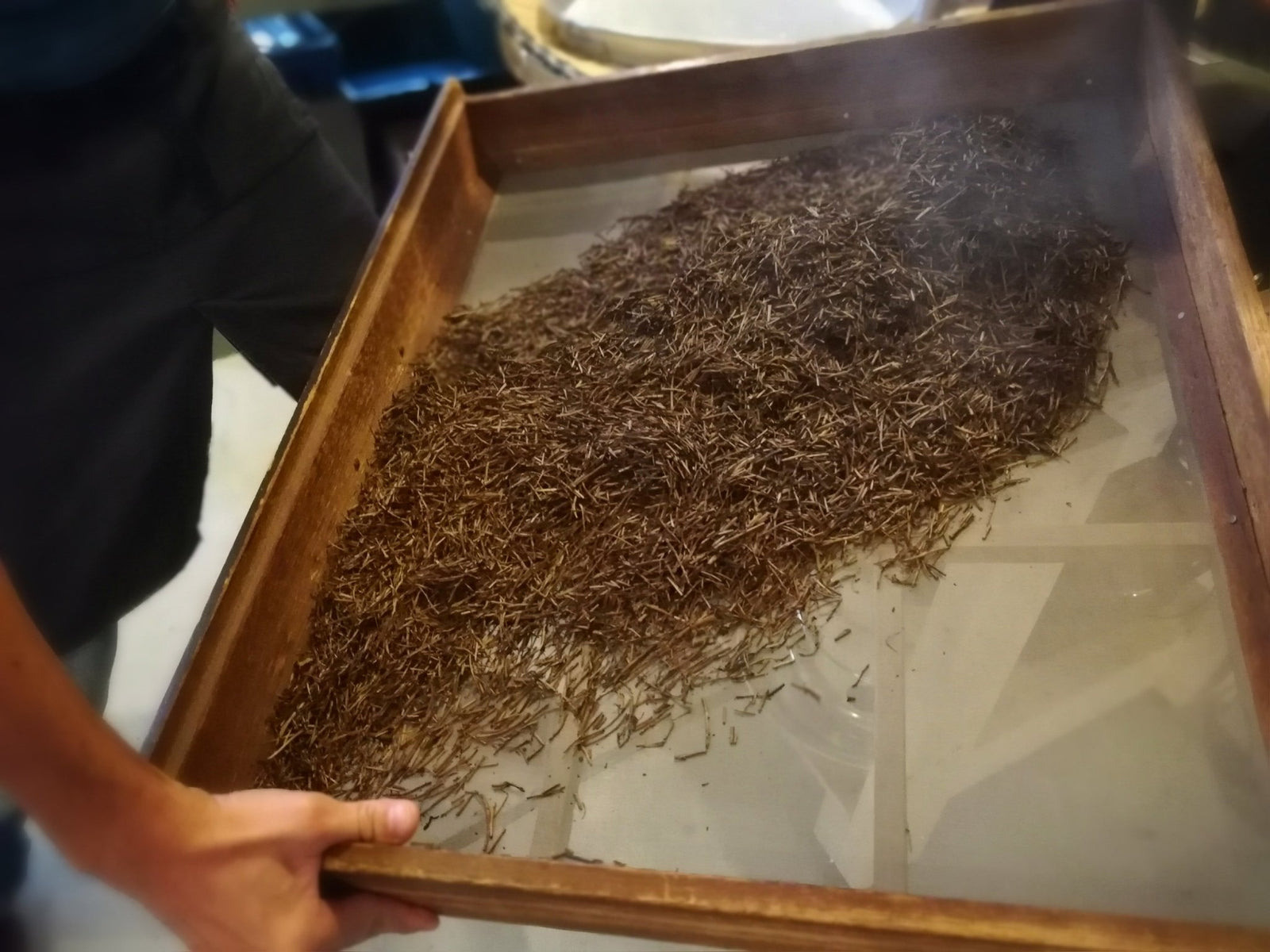 The Hojicha Project has started! - natsumiya.live