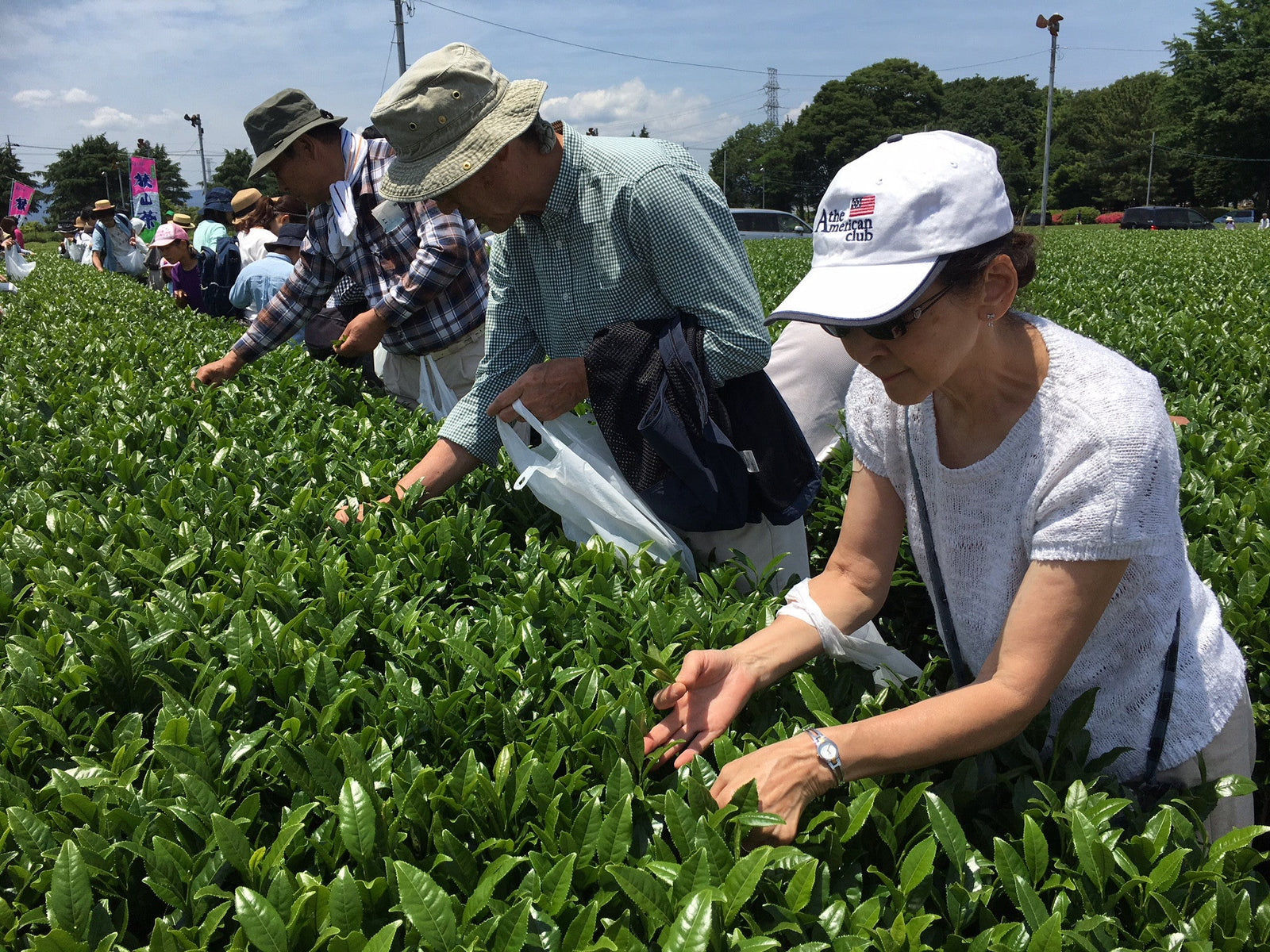 The Sayama Tea-Picking Experience - natsumiya.live