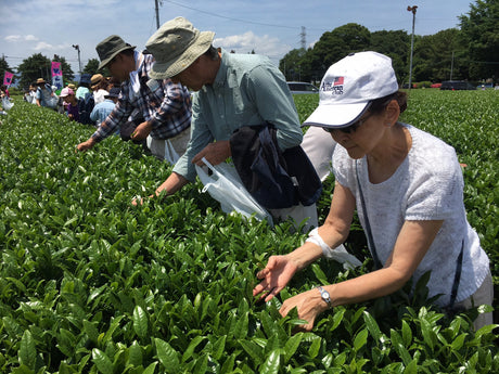 The Sayama Tea-Picking Experience - natsumiya.live