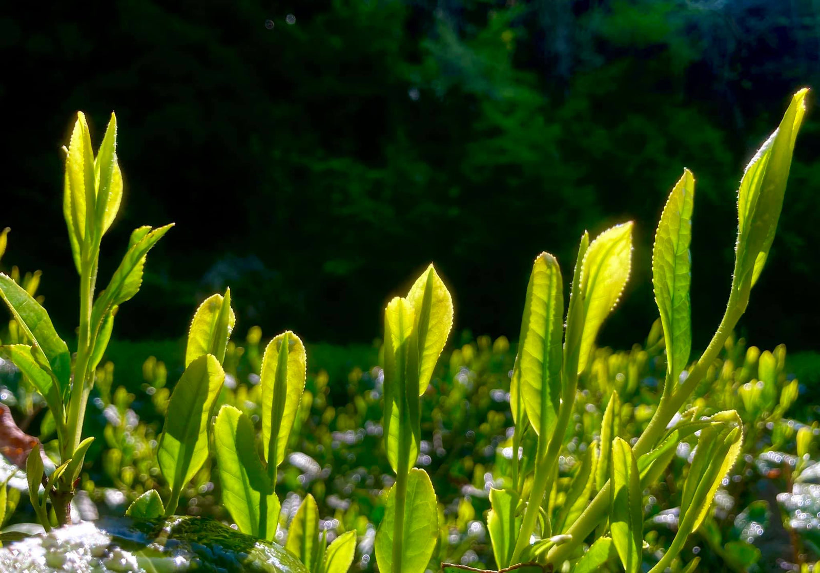 What is shincha and why is it so special? - natsumiya.live