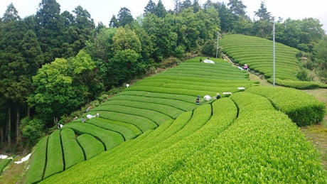 What regulations are involved in importing organic tea from Japan? - natsumiya.live