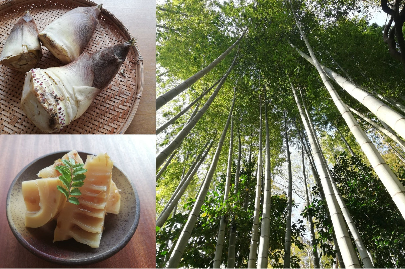 What "Spring Bitterness" Brings to You in Japan - natsumiya.live