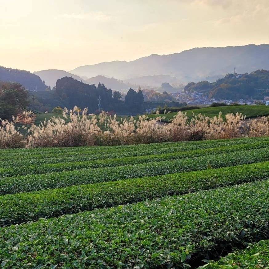 What's so special about mountain-grown Japanese tea? - natsumiya.live