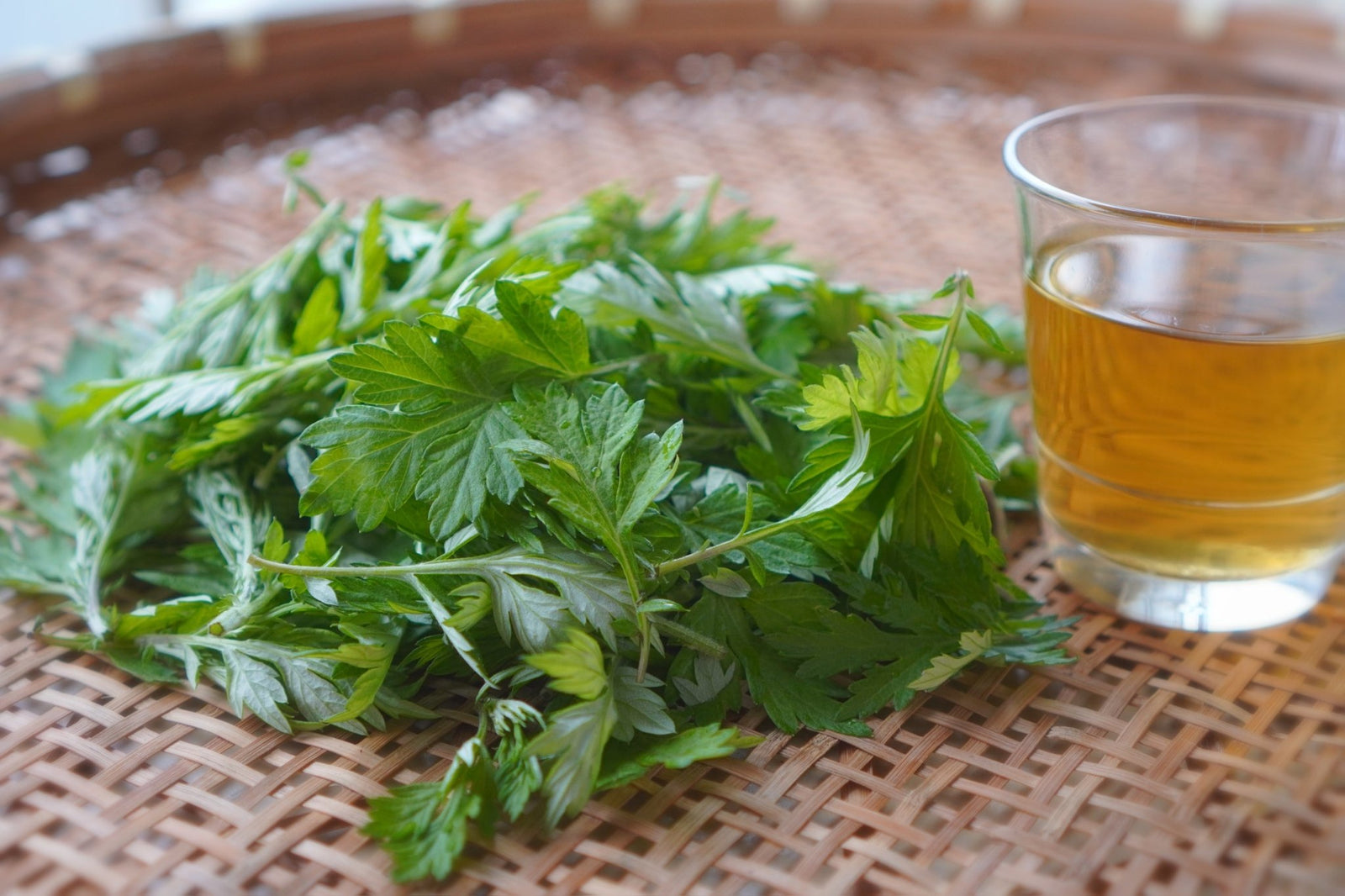 What's Yomogi (Japanese mugwort)? The History as Food and Herbal Medicine - natsumiya.live