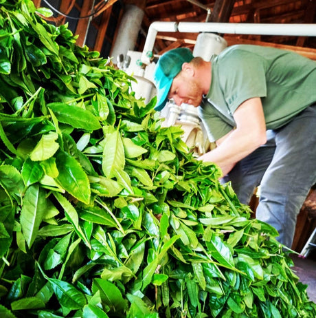 Yancha: Interview with Yancy Lever an American Tea Farmer - natsumiya.live