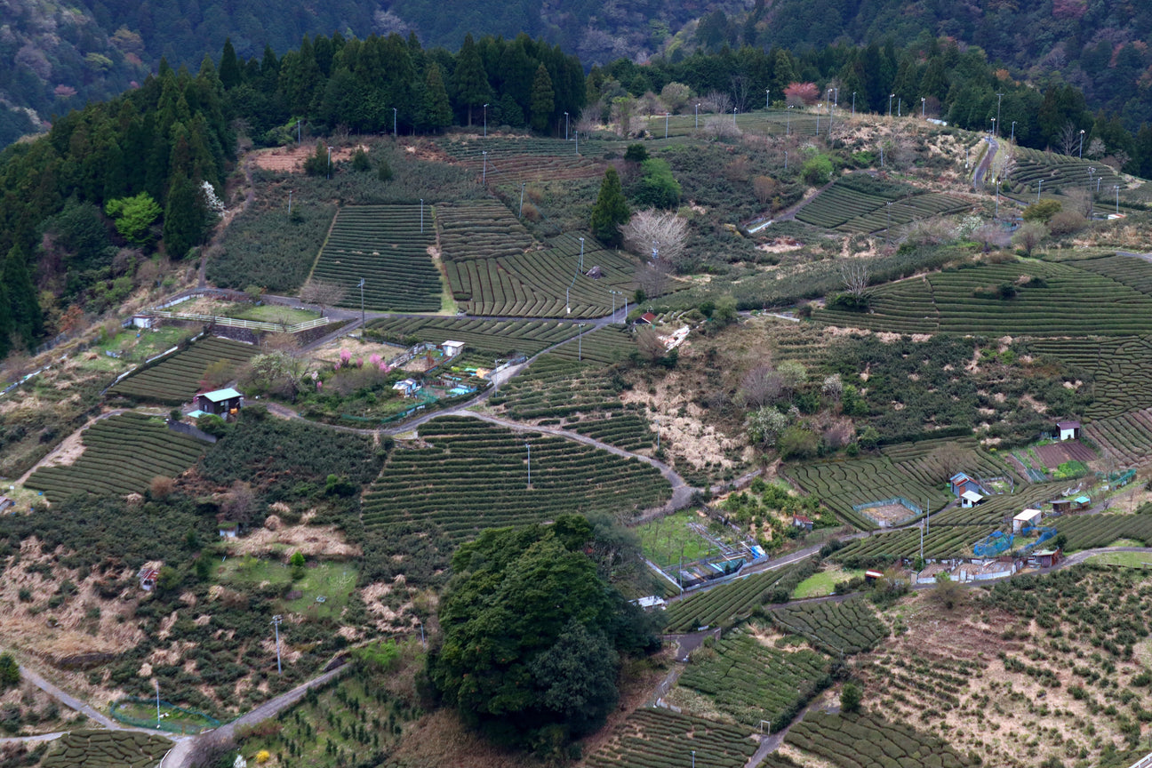 Denroku Tea Garden