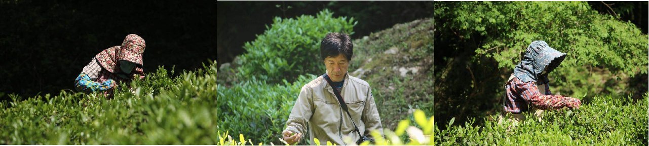 Kajihara Tea Garden - natsumiya.live