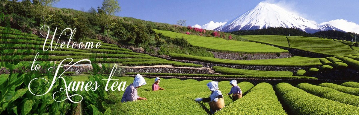 Kanes Tea Factory - natsumiya.live