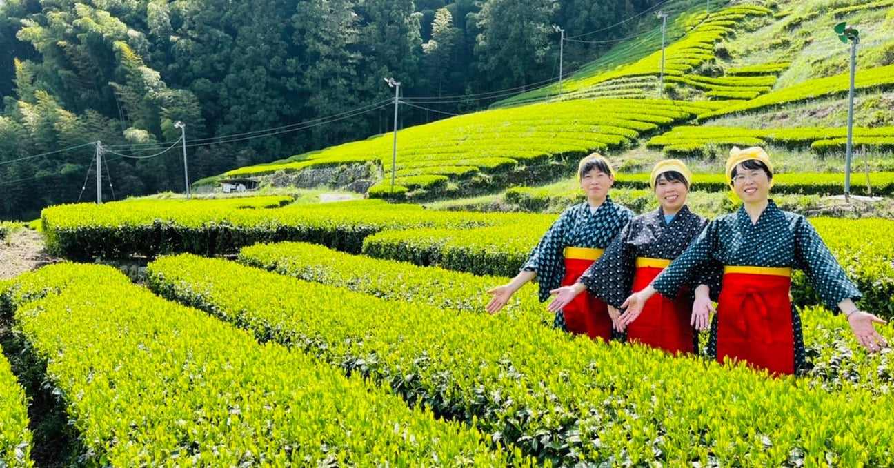 Kiyosawa Tea Gardens - natsumiya.live
